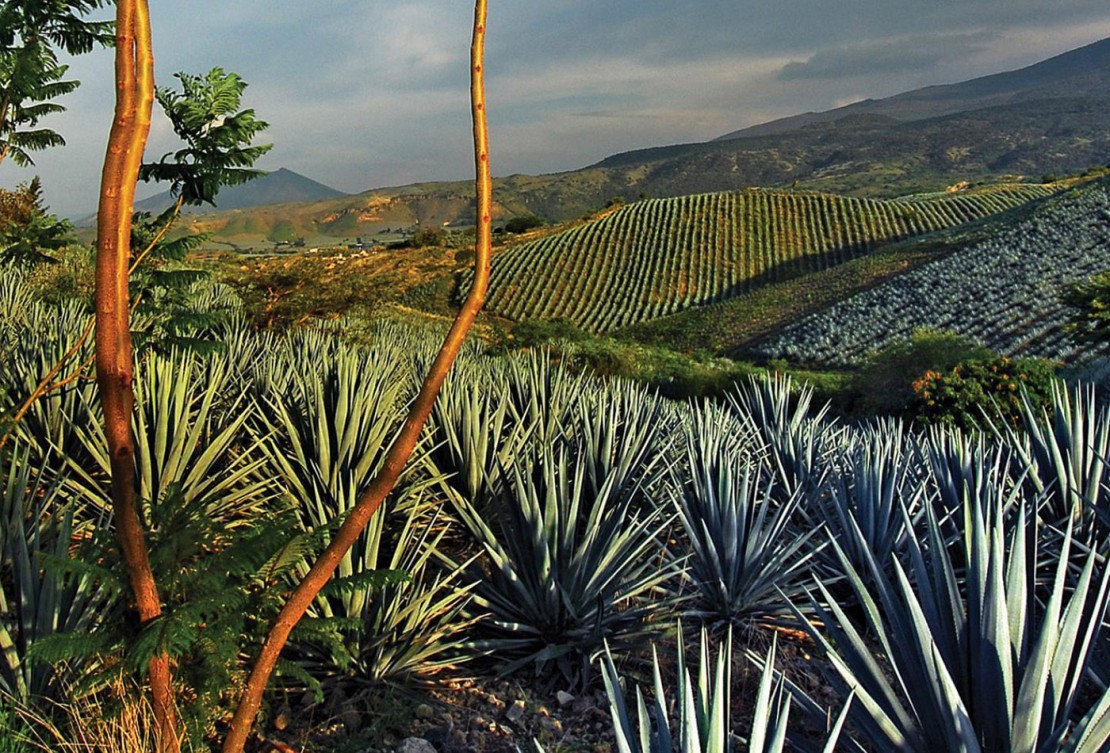 Branding Casa Lámbar Diseño Estilo Fotografico